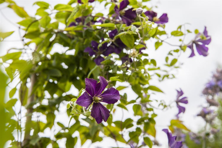 Clematis viticella 'Minuet', Italienische Waldrebe, zweifarbig, 60–100 cm
