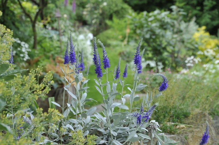 Veronica spicata ssp.inc.'Silbersee', Ehrenpreis, silberblau, ca. 9x9 cm Topf