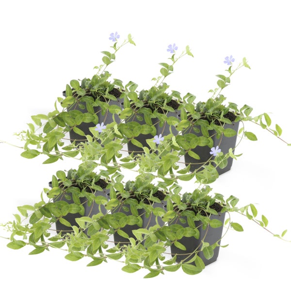 Bodendecker - Kleines Immergrün - Vinca minor - 9cm Topf - Set mit 6 Pflanzen