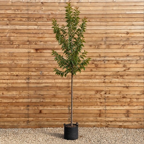 Junger Baum als Hochstamm in einem schwarzen Pflanzgefäß vor einem hölzernen Zaun
