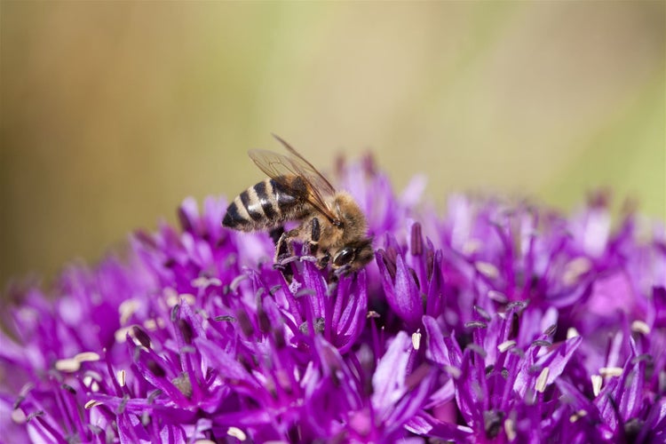 Allium schoenoprasum, Schnittlauch, ca. 9x9 cm Topf