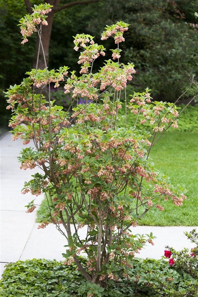 Enkianthus campanulatus, Japanischer Fächerstrauch, 60–80 cm