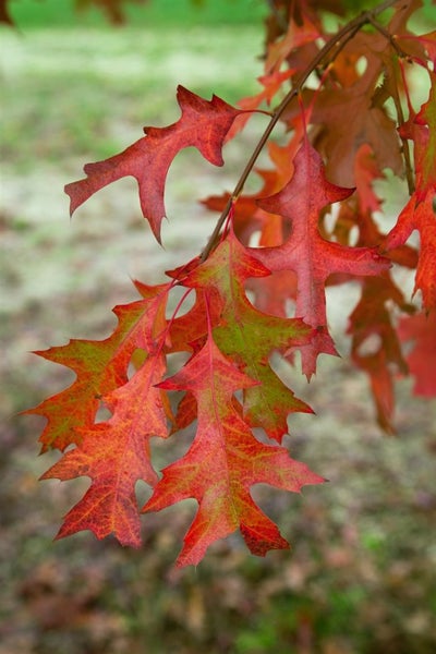 Nahaufnahme eines Astes einer Eiche mit typisch gelappten Blättern während der Herbstfärbung im Garten.