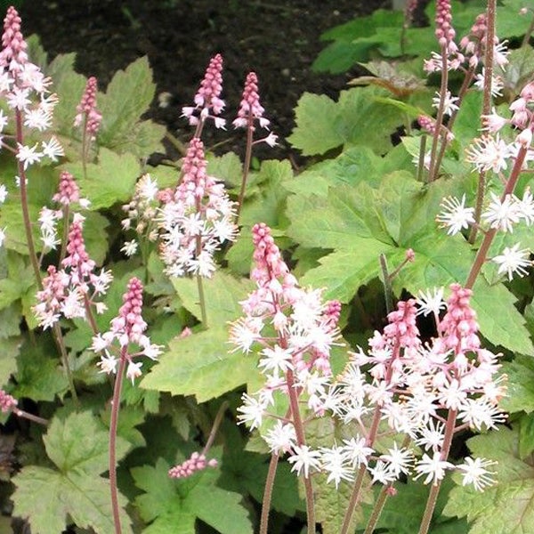 Schaumblüte mit grünen Blättern im Garten