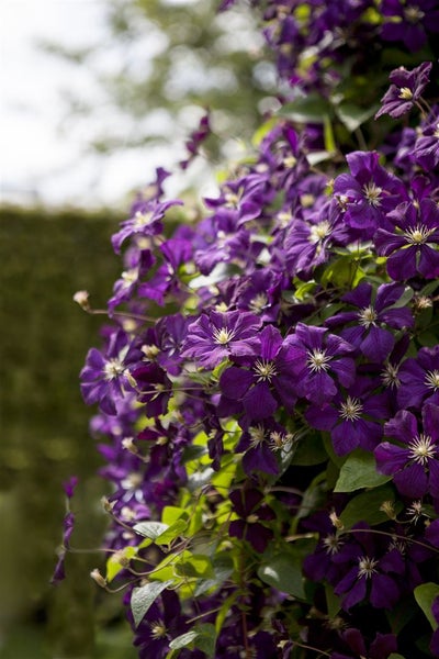 Nahaufnahme einer Clematis-Pflanze mit violetten Blüten