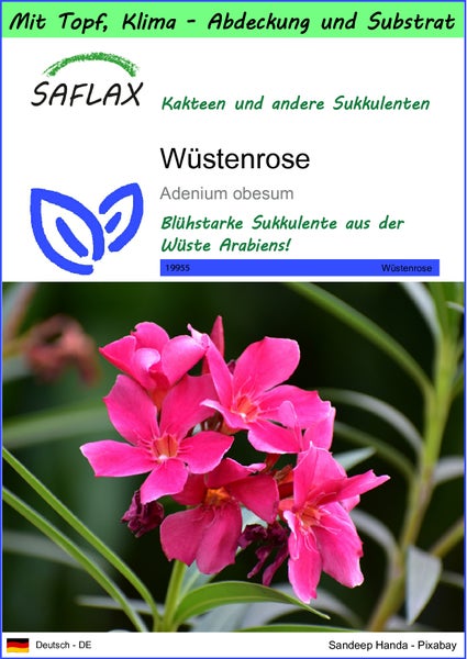 SAFLAX Garden to go - Wüstenrose - Adenium obesum - 8 Samen - Mit Topf, Klima - Deckel und Anzuchtsubstrat