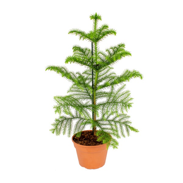 Affenbaum | Araukaria pro Stück - Zimmerpflanze im Kinderzimmer Topf cm15 cm - ↕50 cm