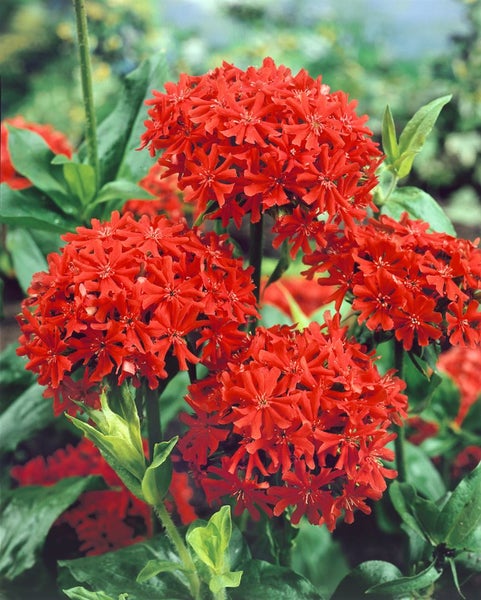 Lychnis chalcedonica, Brennende Liebe, leuchtend rot, ca. 9x9 cm Topf