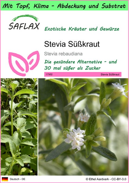 SAFLAX Garden to go - Stevia Süßkraut - Stevia rebaudiana - 100 Samen - Mit Topf, Klima - Deckel und Anzuchtsubstrat