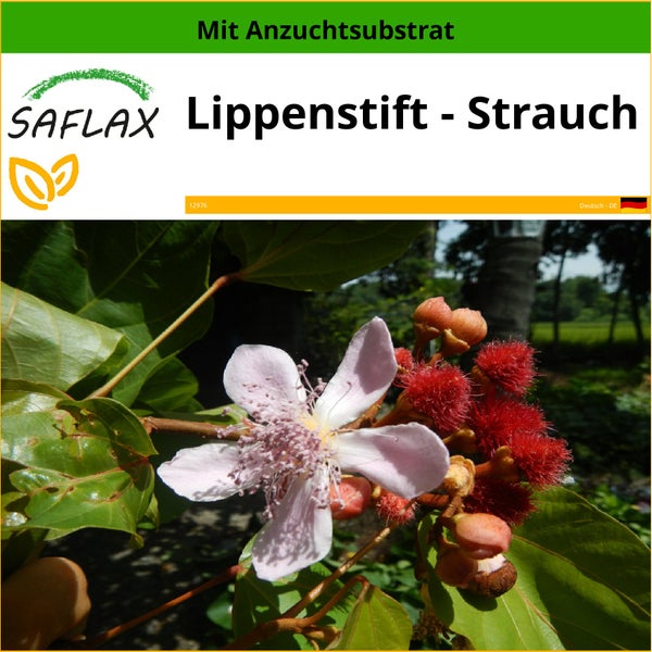 SAFLAX  - Lippenstift - Strauch - Bixa orellena - 20 Samen - Mit keimfreiem Anzuchtsubstrat