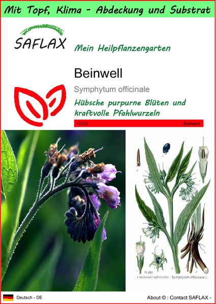 SAFLAX Garden to go - Beinwell - Symphytum officinale - 15 Samen - Mit Topf, Klima - Deckel und Anzuchtsubstrat