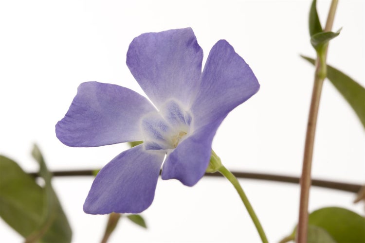 Vinca minor, Immergrün, blau, ca. 9x9 cm Topf