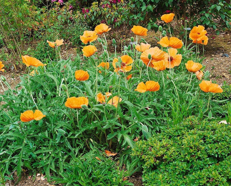 Papaver orientale 'Harvest Moon', Türkischer Mohn, orange, ca. 11x11 cm Topf
