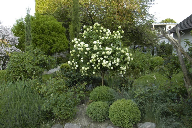 Viburnum opulus, Gewöhnlicher Schneeball, 60–100 cm, weiße Blüten