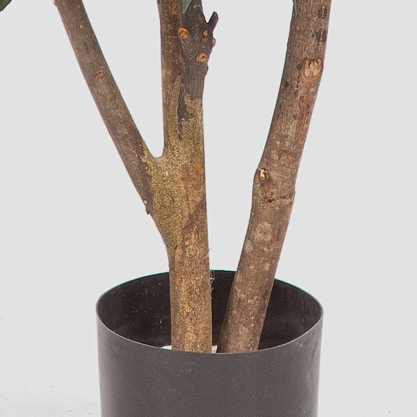 Dracaena reflexa Song of India im schwarzen Topf mit mehrstämmigem Wuchs und gelb-grün panaschierten Blättern.