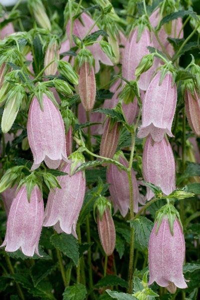 Campanula punctata, Glockenblume, rosa, ca. 9x9 cm Topf