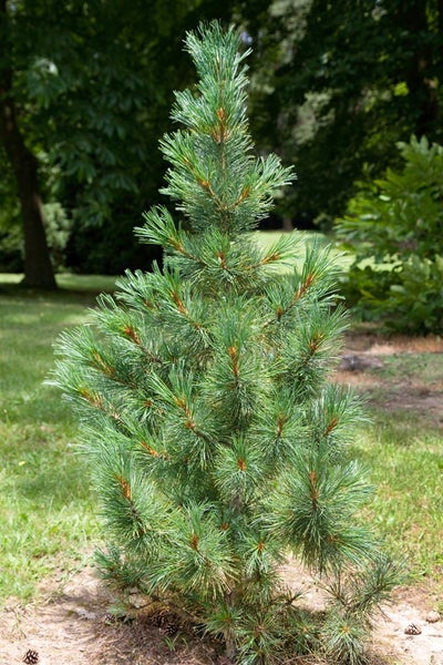 Pinus cembra, Zirbelkiefer, 100–125 cm, immergrün