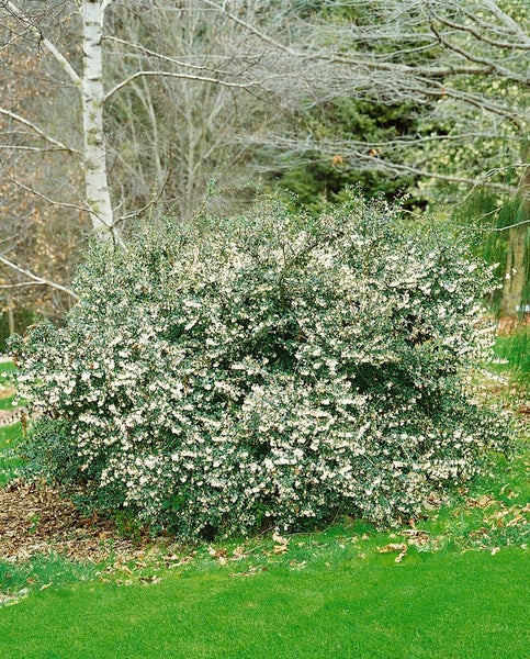 Osmanthus delavayi, Duftblüte, immergrün, 30–40 cm