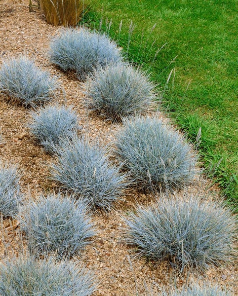 Festuca ovina, Schaf-Schwingel, ca. 9x9 cm Topf