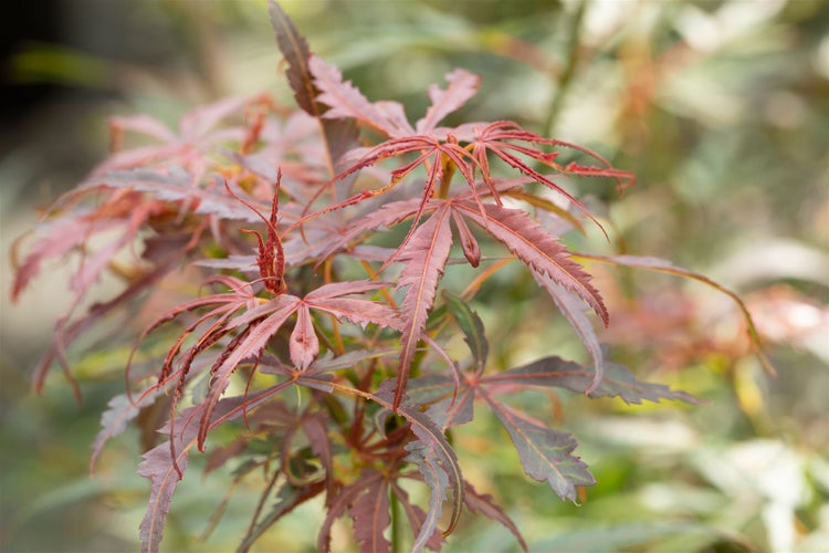 Acer palmatum 'Jerre Schwartz', Japanischer Ahorn, 60–100 cm