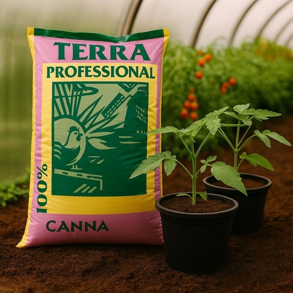 Sack CANNA Terra Professional Pflanzenerde neben zwei eingetopften Tomatenpflanzen in einem hellen Gewächshaus.