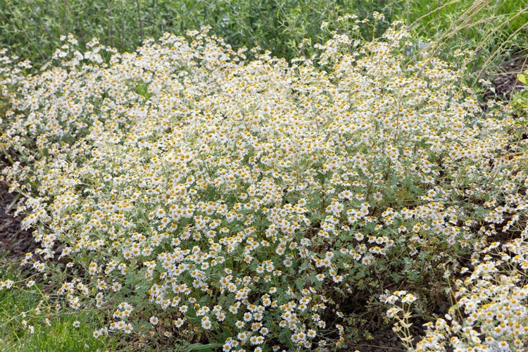 Tanacetum niveum 'Jackpot', Silber-Garbe, weiß, ca. 9x9 cm Topf