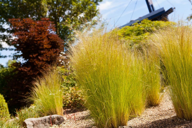Stipa tenuissima 'Ponytails', Zartes Federgras, 2 Liter Container