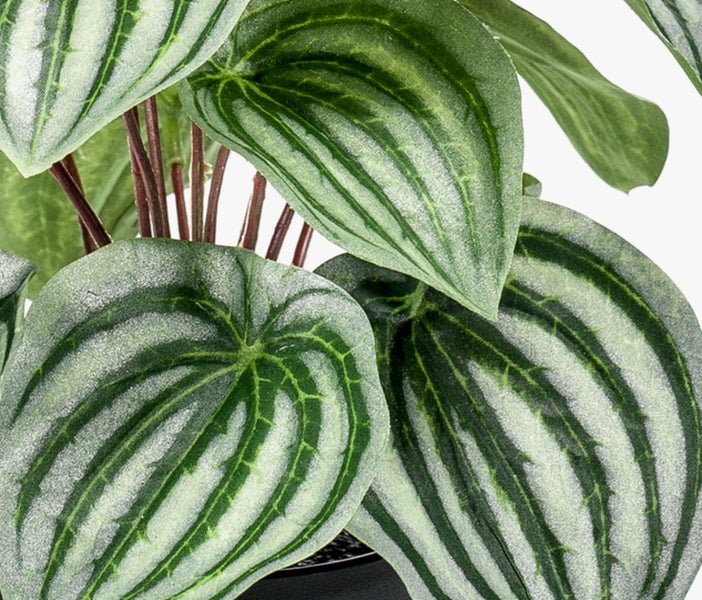 Künstliche Peperomia Pflanze im schwarzen Kunststofftopf mit gestreiften Blättern.