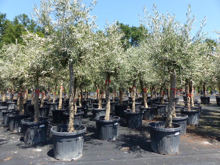 4 Stück Olivenbaum Angebot 200 - 250 cm, winterhart, Olive, Ölbaum