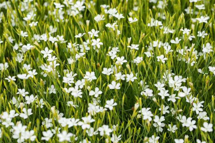 Dianthus deltoides 'Albus', Heidenelke, weiß, ca. 9x9 cm Topf