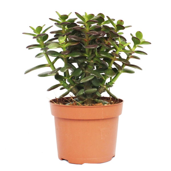 Crassula portulacea minor - Pfennigbaum - große Pflanze im 12cm