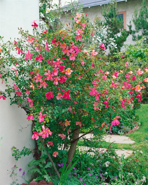 Rosa rugosa, Apfelrose, 40–60 cm, duftend