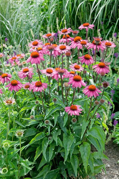 Echinacea purpurea 'Magnus', Sonnenhut, rosa, ca. 9x9 cm Topf