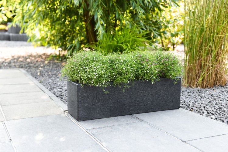 Rechteckiger Pflanzkasten in Anthrazit mit feiner Textur, bepflanzt mit kleinen Blumen auf einer gepflasterten Gartenfläche.