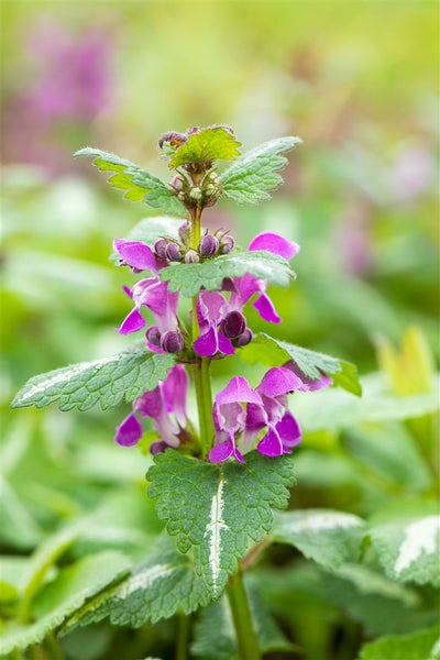 Lamium maculatum 'Chequers', Gefleckte Taubnessel, rosa, ca. 9x9 cm Topf