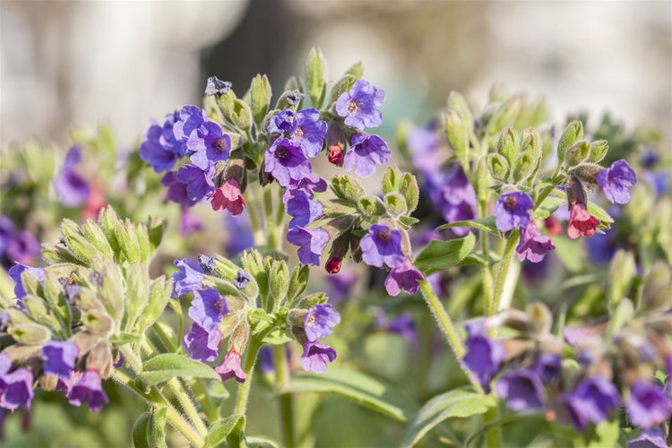 Pulmonaria saccharata, Lungenkraut, gefleckte Blätter, ca. 9x9 cm Topf