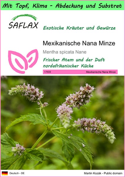 SAFLAX Garden to go - Mexikanische Nana Minze - Mentha spicata Nane - 500 Samen - Mit Topf, Klima - Deckel und Anzuchtsubstrat