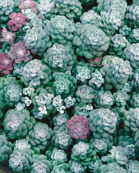 Sedum hispanicum, Spanischer Mauerpfeffer, ca. 9x9 cm Topf
