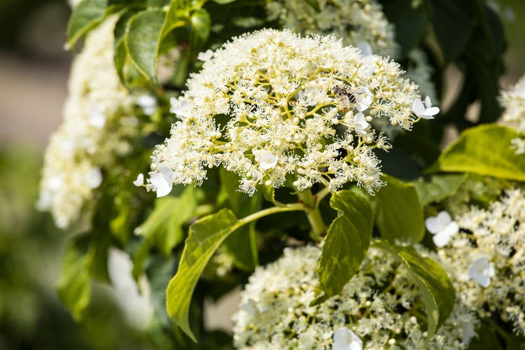 Hydrangea petiolaris, Kletterhortensie, weiß, 125–150 cm