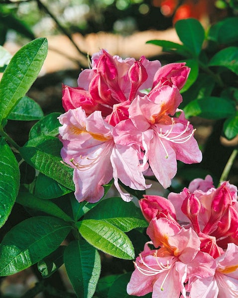Rhododendron luteum 'Cecile', gelb, 50–60 cm