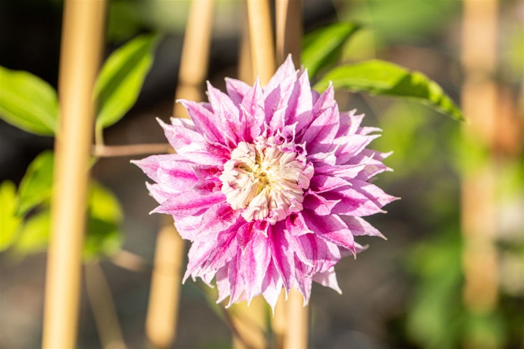 Clematis Hybride 'Josephine', großblumig, rosa, 60–100 cm