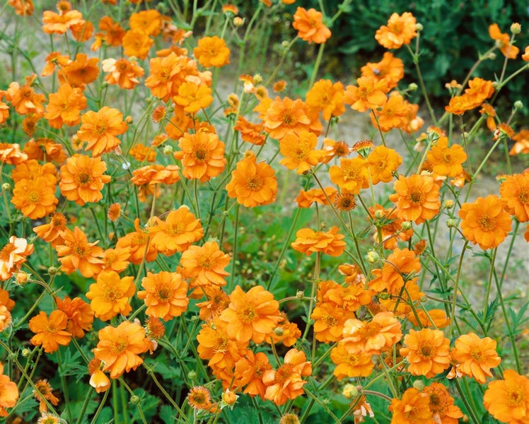 Geum chiloense 'Prinses Juliana', Nelkenwurz, orange, ca. 9x9 cm Topf