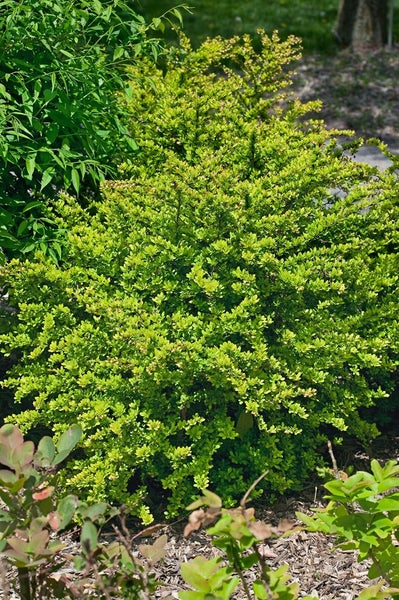 Berberis thunbergii 'Sunsation', Gelbbunte Heckenberberitze, 20–25 cm
