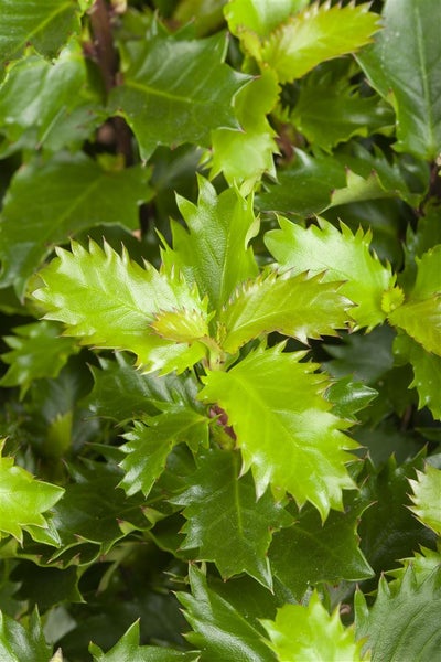 Ilex meserveae 'Little Rascal', Stechpalme, kompakt, 30–40 cm
