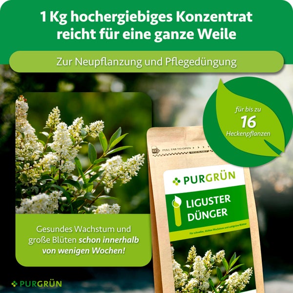 Purgrün Liguster Dünger Konzentrat im 1 Kilogramm Beutel für die Düngung von bis zu 16 Heckenpflanzen zur Förderung von Wachstum und Blüten.
