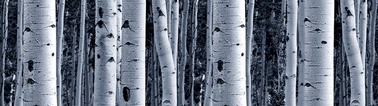 Nahaufnahme von Birkenstämmen im Wald