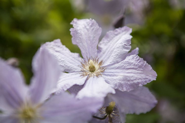 Clematis Hybride 'Blekitny Aniol', Waldrebe, hellblau, 60–100 cm