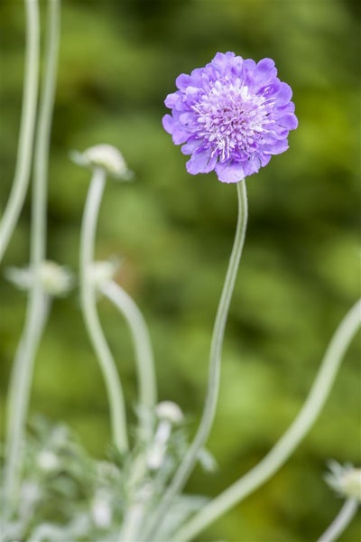 Scabiosa caucasica 'Perfecta', Skabiose, hellblau, ca. 9x9 cm Topf
