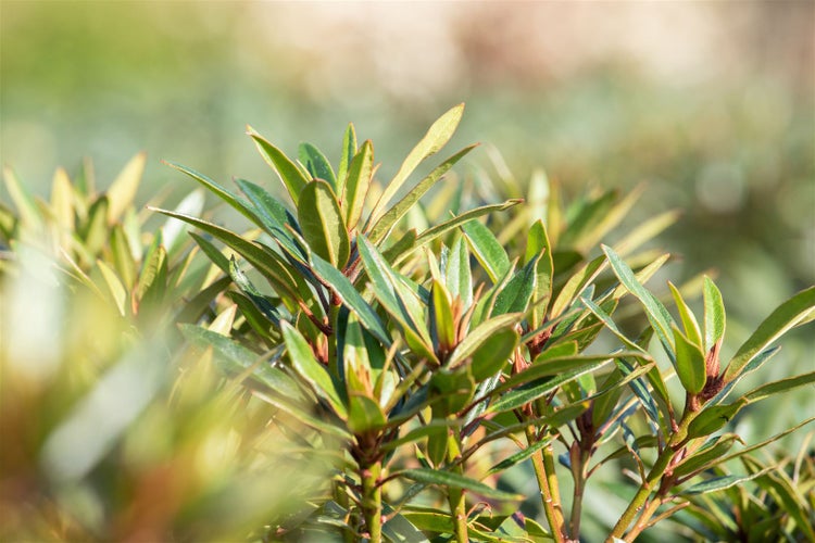 Rhododendron Hybr. 'Graziella', Rhododendron, 30–40 cm