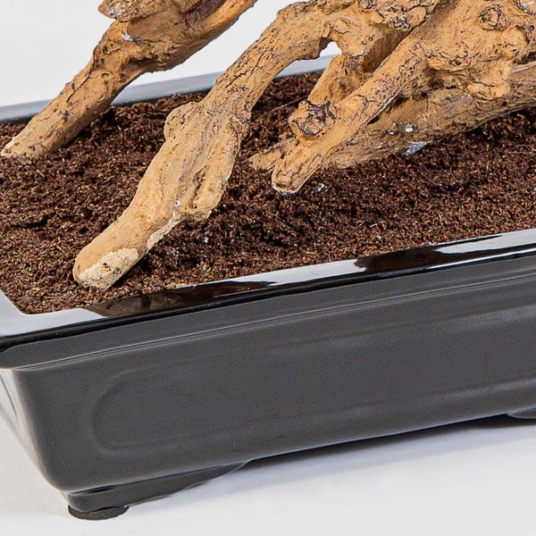 Nahaufnahme eines Bonsai-Stammes mit strukturierter Rinde in einem schwarzen Keramiktopf mit dunkler Erde.